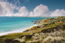 Falkland Kıyıları