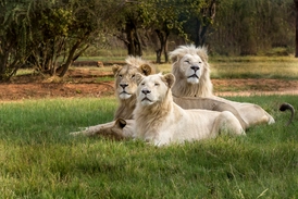 Johannesburg Afrika Beyaz Aslanları