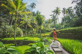 Ubud Pirinç Tarlaları