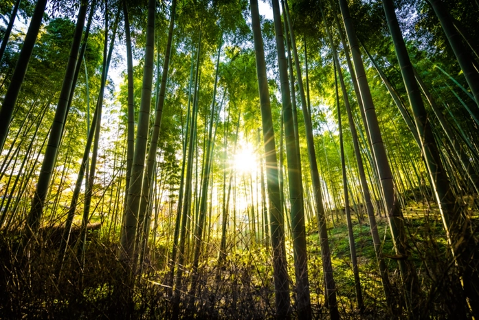 Bamboo Ormanı