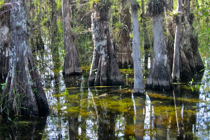 Big Cypress National Preserve