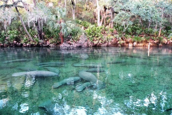 Blue Spring State Park