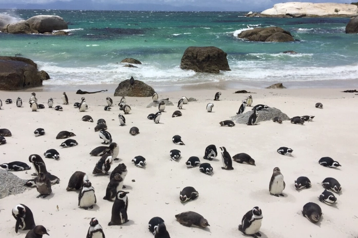 Boulders Beach