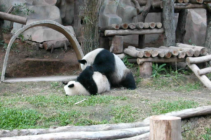 Chiang Mai Hayvanat Bahçesi