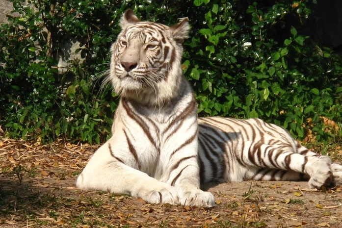 Chiang Mai Hayvanat Bahçesi