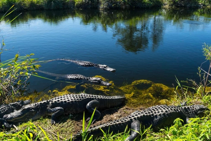 Everglades