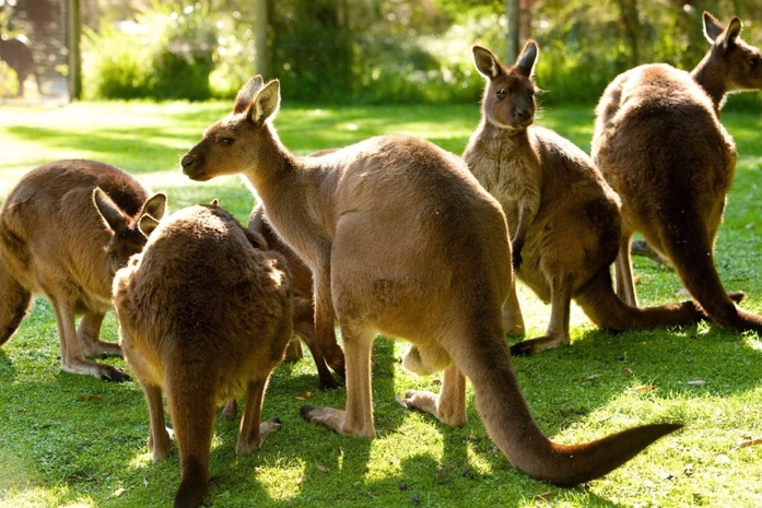 Healesville Barınağı