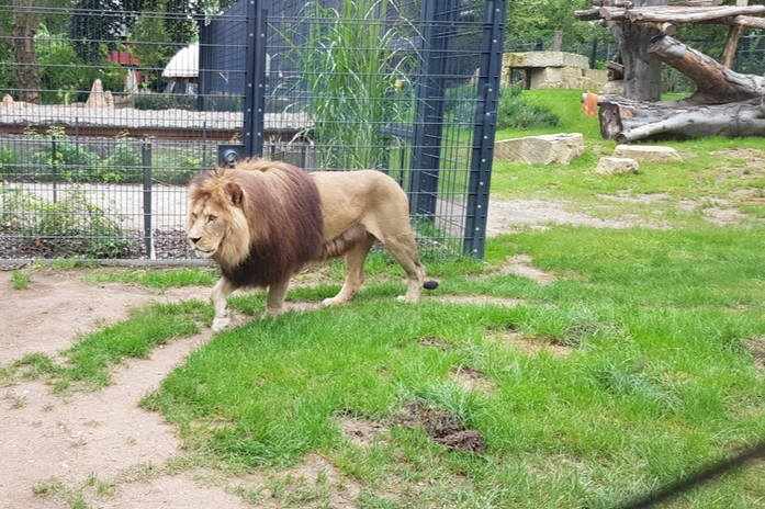 Heidelberg Hayvanat Bahçesi