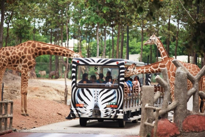 Ciang Mai Gece Safarisi Zooloji Parkı