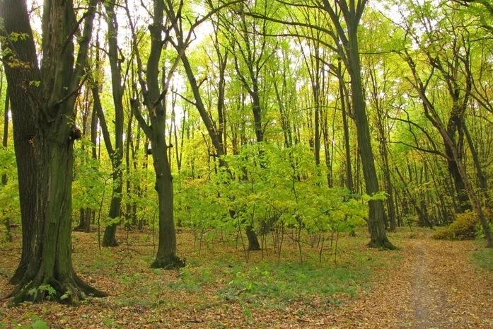 Holosiivskyi Ulusal Doğa Parkı