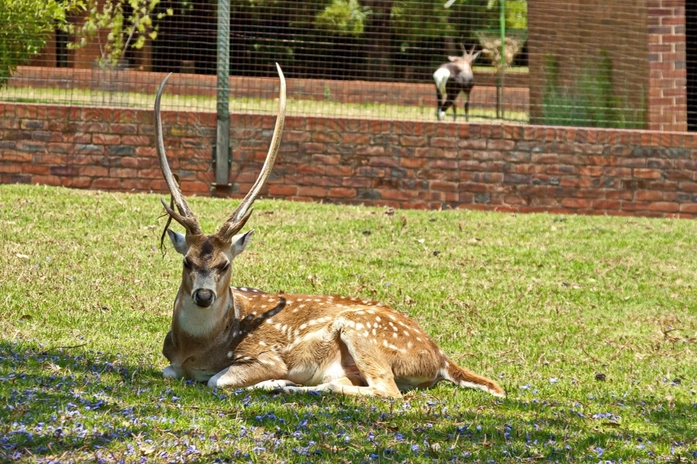 Johannesburg Hayvanat Bahçesi