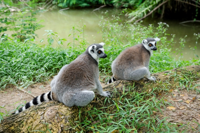 Lemur Park
