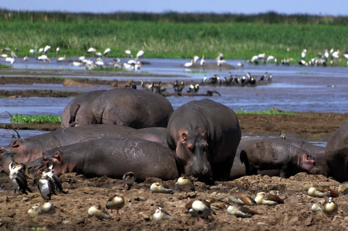 Manyara Gölü Milli Parkı