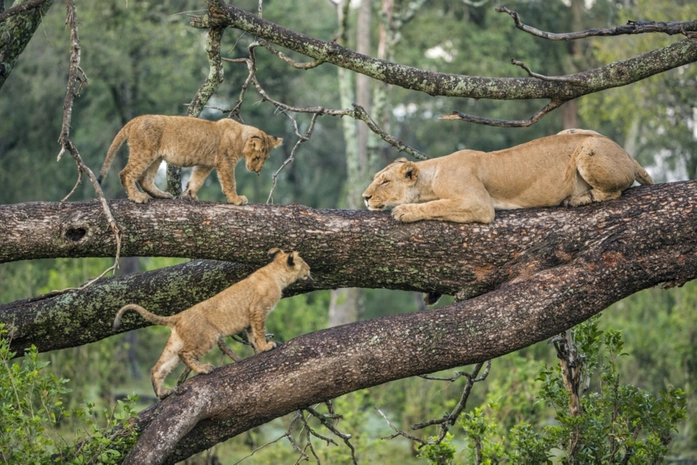 Manyara Gölü Milli Parkı