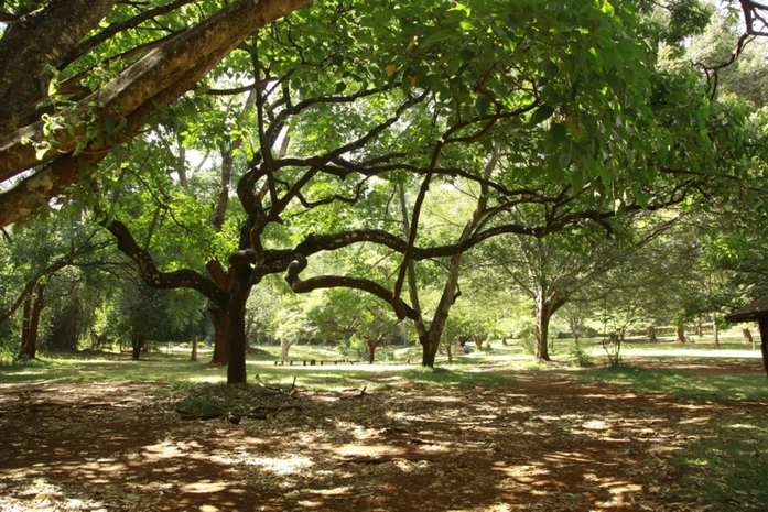 Nairobi Arboretumu
