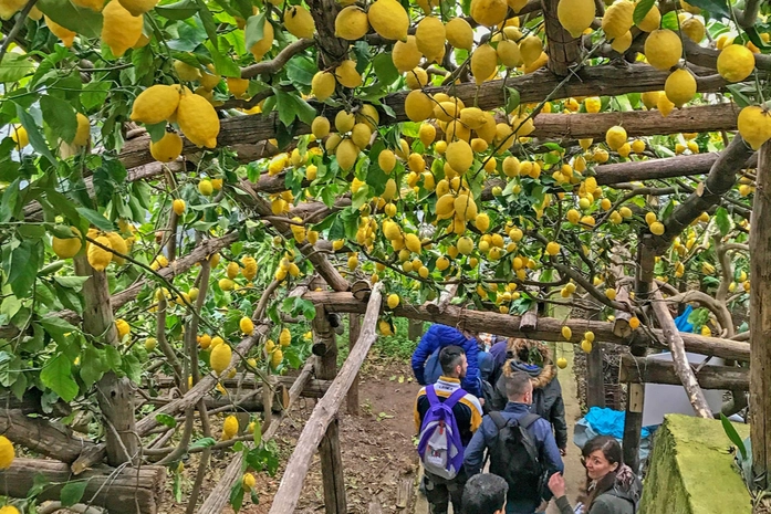 Path of the Lemons