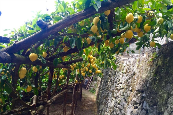 Path of the Lemons