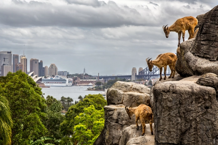 Taronga Hayvanat Bahçesi Sidney