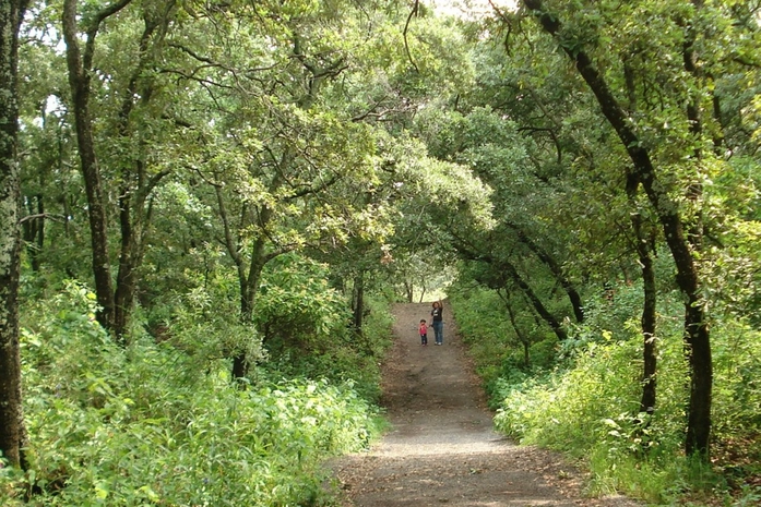 Tlalpan Ulusal Parkı