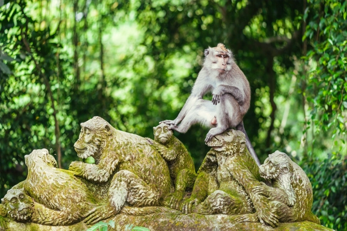 Ubud Maymun Ormanı