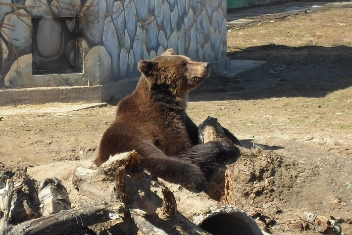 Yaroslavskiy Hayvanat Bahçesi