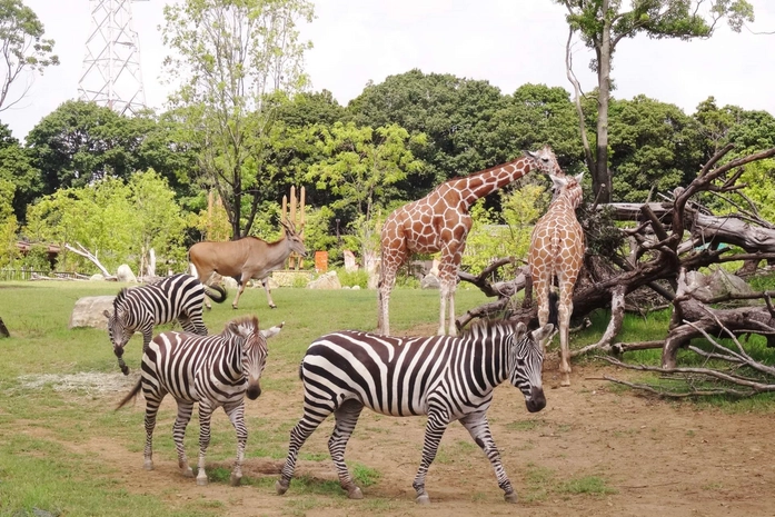 Zoorasia, Yokohama Belediye Hayvanat Bahçesi